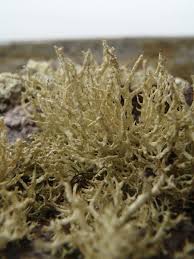 Attēlu rezultāti vaicājumam “Evernia mesomorpha”