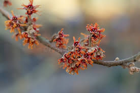 Attēlu rezultāti vaicājumam “Hamamelis vernalis bud”