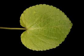 Attēlu rezultāti vaicājumam “Viola canina fruit”