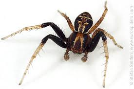 Attēlu rezultāti vaicājumam “Xysticus ulmi”