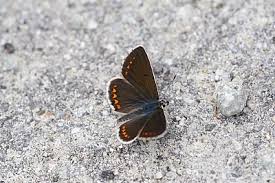 Attēlu rezultāti vaicājumam “Aricia artaxerxes  underside”