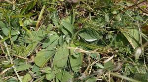 Attēlu rezultāti vaicājumam “Pilosella officinarum leaf”