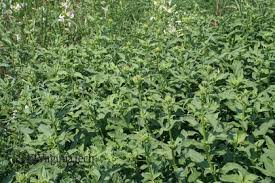 Attēlu rezultāti vaicājumam “Saponaria officinalis leaf”