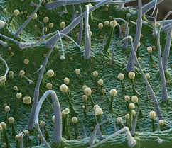 Attēlu rezultāti vaicājumam “Melissa officinalis leaf”