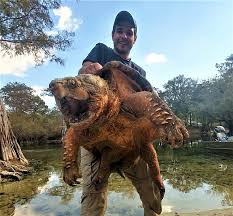 Attēlu rezultāti vaicājumam “Tortula lingulata macro”