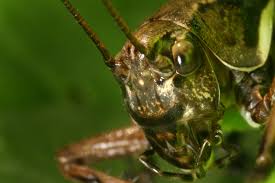Attēlu rezultāti vaicājumam “Orthoptera”
