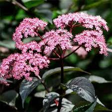 Attēlu rezultāti vaicājumam “Sambucus nigra flower”