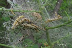 Attēlu rezultāti vaicājumam “Yponomeuta plumbella”
