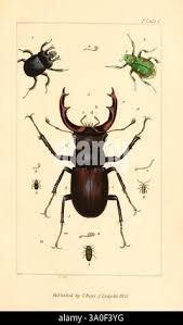 Attēlu rezultāti vaicājumam “Ptinus sp. male”