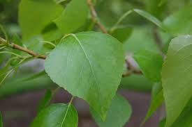 Attēlu rezultāti vaicājumam “Populus x petrowskyana leaf”