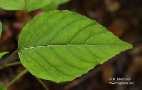Attēlu rezultāti vaicājumam “Circaea lutetiana leaf”