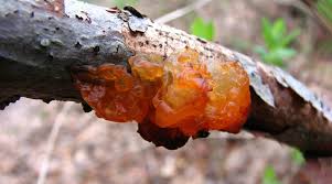 Attēlu rezultāti vaicājumam “Exidia recisa”