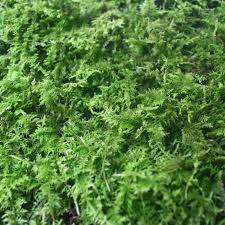 Attēlu rezultāti vaicājumam “Thuidium”