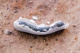 Attēlu rezultāti vaicājumam “Lycogala cf. fossiculatum sessile”