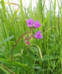 Attēlu rezultāti vaicājumam “Lathyrus palustris leaf”