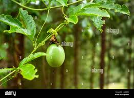 Attēlu rezultāti vaicājumam “Campanula patula fruit”