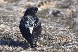 Image result for Melanocorypha yeltoniensis