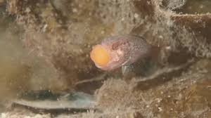 Attēlu rezultāti vaicājumam “Tetrastes bonasia eggs”