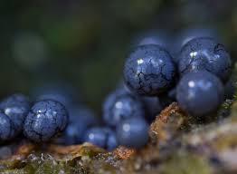 Attēlu rezultāti vaicājumam “Cribraria sp.”