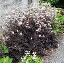 Attēlu rezultāti vaicājumam “Anthriscus sylvestris leaf”