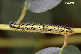 Attēlu rezultāti vaicājumam “Pieris brassicae larva”