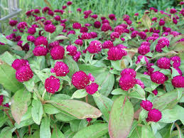 Image result for Kugelamarant