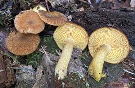 Attēlu rezultāti vaicājumam “Tricholomopsis decora”