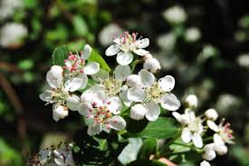 Attēlu rezultāti vaicājumam “Aronia melanocarpa flower”