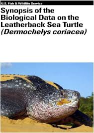 Image result for Dermochelys coriacea
