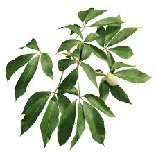 Attēlu rezultāti vaicājumam “Aesculus x hybrida leaf”