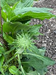 Attēlu rezultāti vaicājumam “Echinacea purpurea bud”