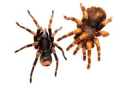 Attēlu rezultāti vaicājumam “Megalaria grossa”