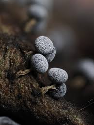 Attēlu rezultāti vaicājumam “Physarum sulphureum macro”