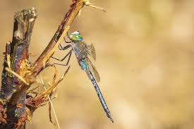 Attēlu rezultāti vaicājumam “Anax parthenope”