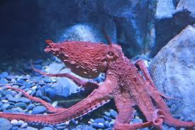 Image result for Enteroctopus dofleini