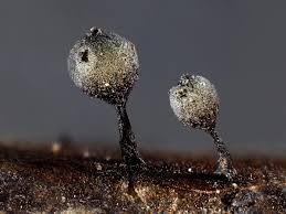 Attēlu rezultāti vaicājumam “Lamproderma echinosporum macro”