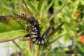 Image result for monarch caterpillar