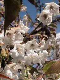 Attēlu rezultāti vaicājumam “Cerasus”