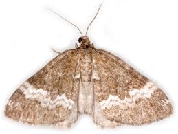 Attēlu rezultāti vaicājumam “Perizoma affinitata”