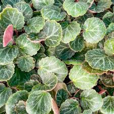 Attēlu rezultāti vaicājumam “x Sorbaronia fallax”