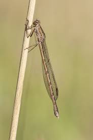 Attēlu rezultāti vaicājumam “Sympecma paedisca”