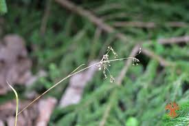 Attēlu rezultāti vaicājumam “Luzula pilosa fruit”