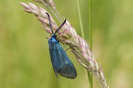 Attēlu rezultāti vaicājumam “Adscita statices”