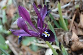 Attēlu rezultāti vaicājumam “Iris reticulata”