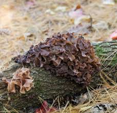 Attēlu rezultāti vaicājumam “Tremella foliacea”