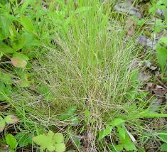 Attēlu rezultāti vaicājumam “Festuca psammophila”