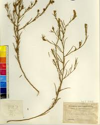 Attēlu rezultāti vaicājumam “Corispermum hyssopifolium fruit”