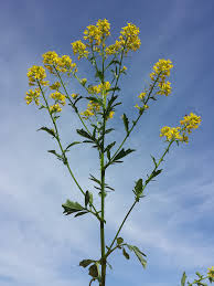Attēlu rezultāti vaicājumam “Barbarea vulgaris subsp. arcuata flower”