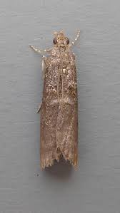 Attēlu rezultāti vaicājumam “Ortholepis betulae”