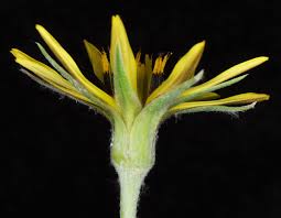 Image result for Tragopogon pratensis